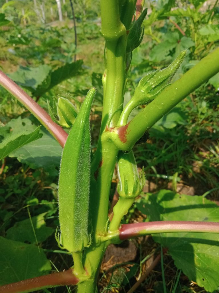 Đậu bắp Phú Ngự giống Ấn Độ